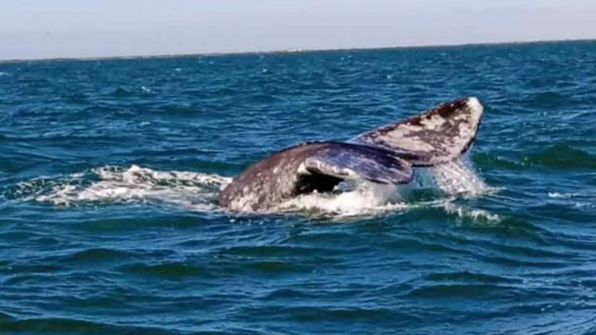 investigacion sobre choque con ballena